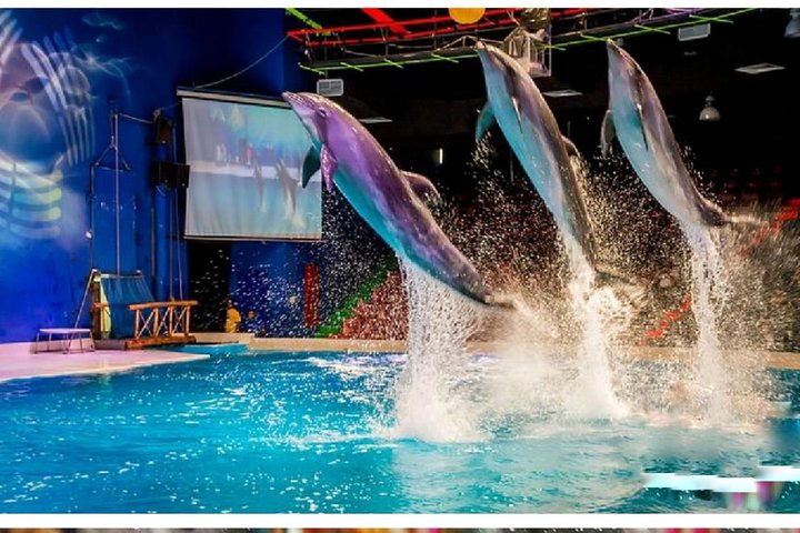 Dolphin Show Dubai Tickets