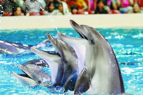 Dolphin Show Dubai Tickets 